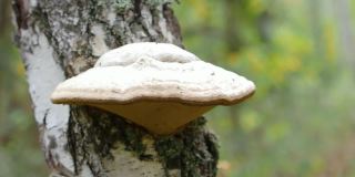 药用蘑菇长在树皮上。树蘑菇在树上。特写视频