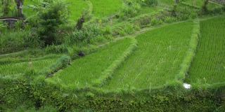 背景查看巴厘新绿色健康稻田稻田生意。农业卫生农场春季控制种植