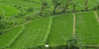 背景查看巴厘新绿色健康稻田稻田生意。俯视图绿色植物夏季生态旅游景观
