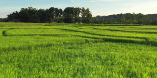 在一个美丽的山谷里，鸟瞰一大片稻田。泰国北部农业区