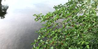 景观河水枝带着莓风