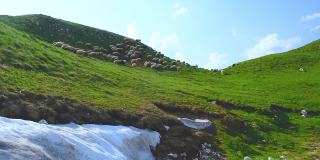一群羊在青山上吃草。Durmitor国家公园。黑山。