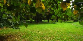 绿色和黄色的椴树树叶随着微风摇摆