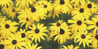 黄黑色的花，毛蕊花或黑眼苏木