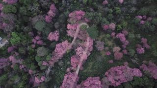 无人机在泰国清迈拍摄粉色樱花盛开的土路视频素材模板下载