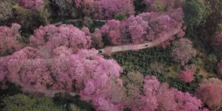 无人机在泰国清迈拍摄粉色樱花盛开的土路