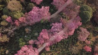 无人机在泰国清迈拍摄粉色樱花盛开的土路视频素材模板下载