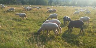 牧场上吃草的羊