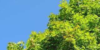绿色的大枫叶在微风中摇曳。天空蔚蓝，树叶飘动的枫树。静态