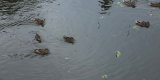 鸭子在池塘的水面上游泳