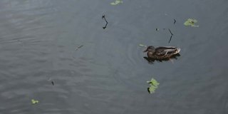 鸭子在池塘的水面上游泳