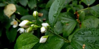 有白色花蕾的茉莉花的幼枝