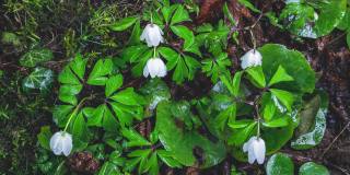 新鲜的春花银莲花在绿色的森林自然中快速绽放
