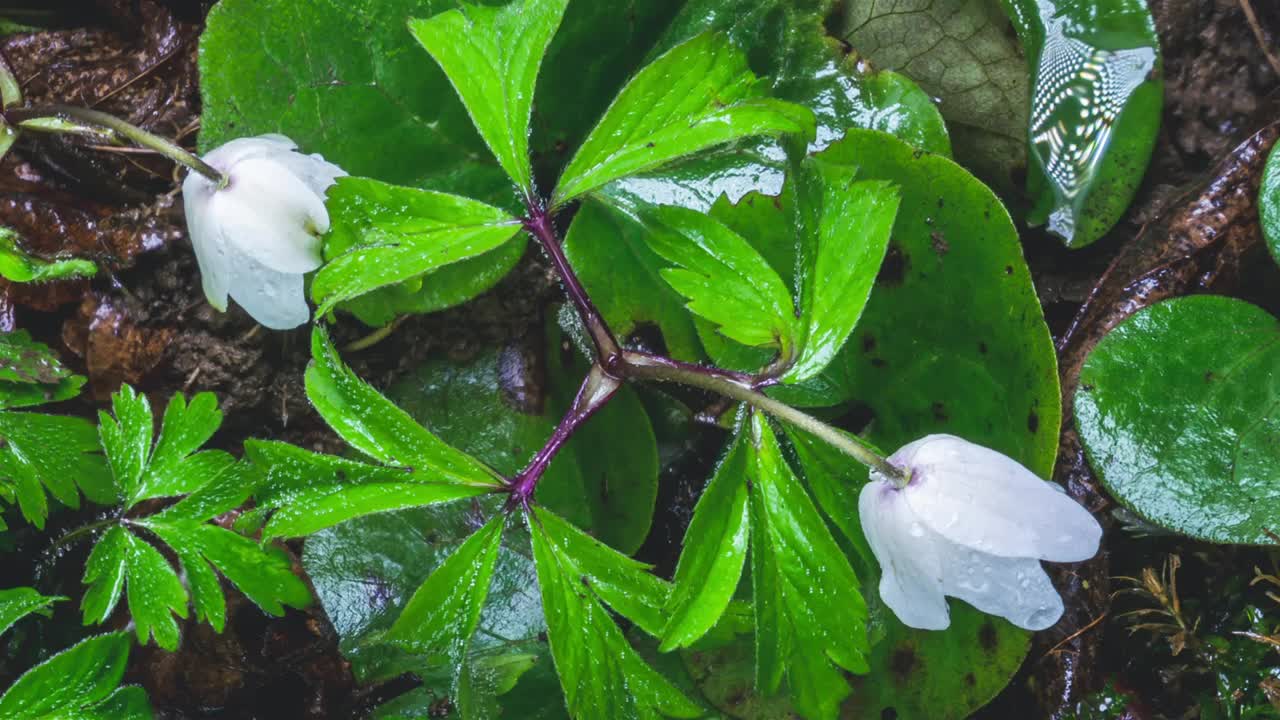 新鲜的野生春花细节银莲花在绿色的大自然中快速绽放