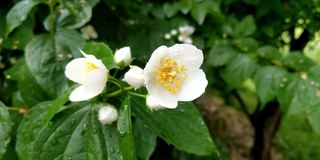 雨后花园里盛开的茉莉花