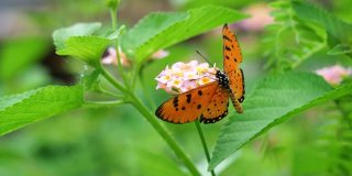 黄褐色的科斯特蝴蝶在西印度群岛的兰塔纳花上吮吸花蜜