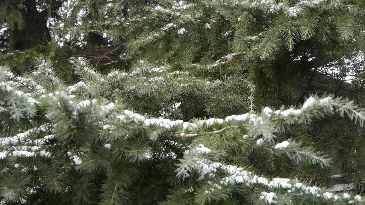 松树被积雪覆盖。