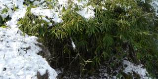 积雪覆盖的竹林，随风摇曳。