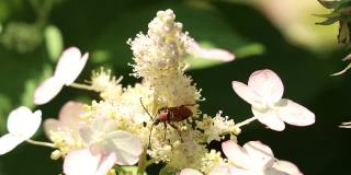 在一个阳光明媚的夏日，一只黄蜂坐在一朵白花上采集花蜜