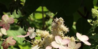 在一个阳光明媚的夏日，一只黄蜂坐在一朵白花上采集花蜜