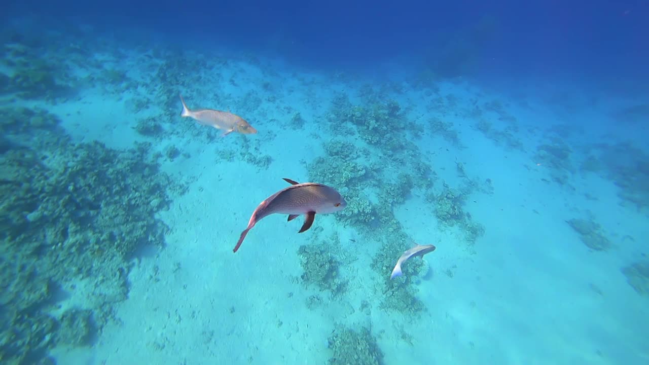 鱼在红海的海底游动以寻找猎物