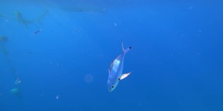 美丽的蓝鱼在红海的海底游泳，阳光照亮了它