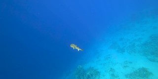 有毒的河豚鱼慢慢地游过红海海底世界的水域