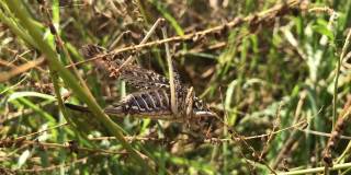 蝗虫吃草。一只棕色的蚱蜢坐在一片绿色的叶子上。植物上的蝗虫吃树叶，破坏植物群