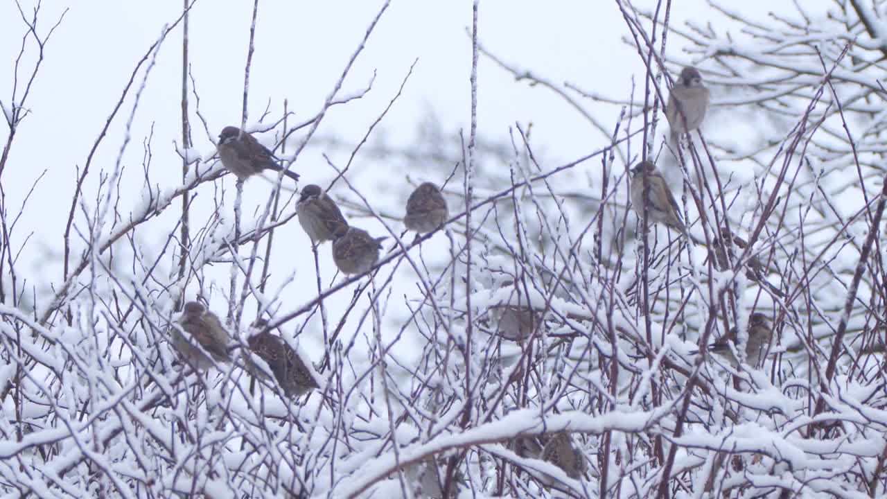 白俄罗斯冬天的家麻雀(Passer domesticus)