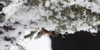下雪时雪上的昆虫(雪蛾)