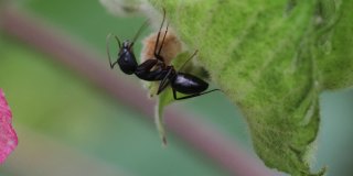 一只大黑木蚁坐在一片树叶下，木蚁自然，黑木蚁习性