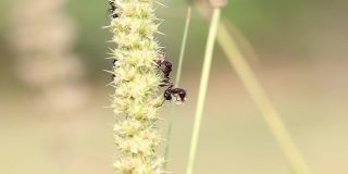 一大群蚂蚁在早上拿出成熟的杂草种子，拿着它们当食物吃，蚂蚁扛着，蚂蚁团队合作