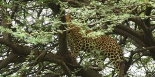 近距离拍摄野生雄性豹或豹爬在树上在户外丛林狩猎在印度中部的森林- panthera pardus fusca