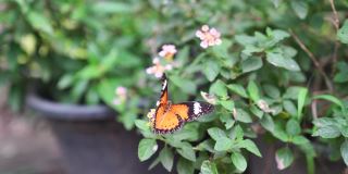 美丽的蝴蝶在花园里