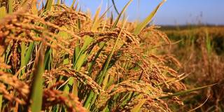 在乡下成熟的稻田里，稻子在风中摇曳