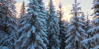 空中冬季景观与松树的雪覆盖森林在寒冷的山在日出。