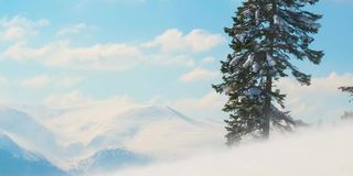 在寒冷明亮的冬日，高山森林里的大雪中，高大的常绿松树在狂风中摇摆。