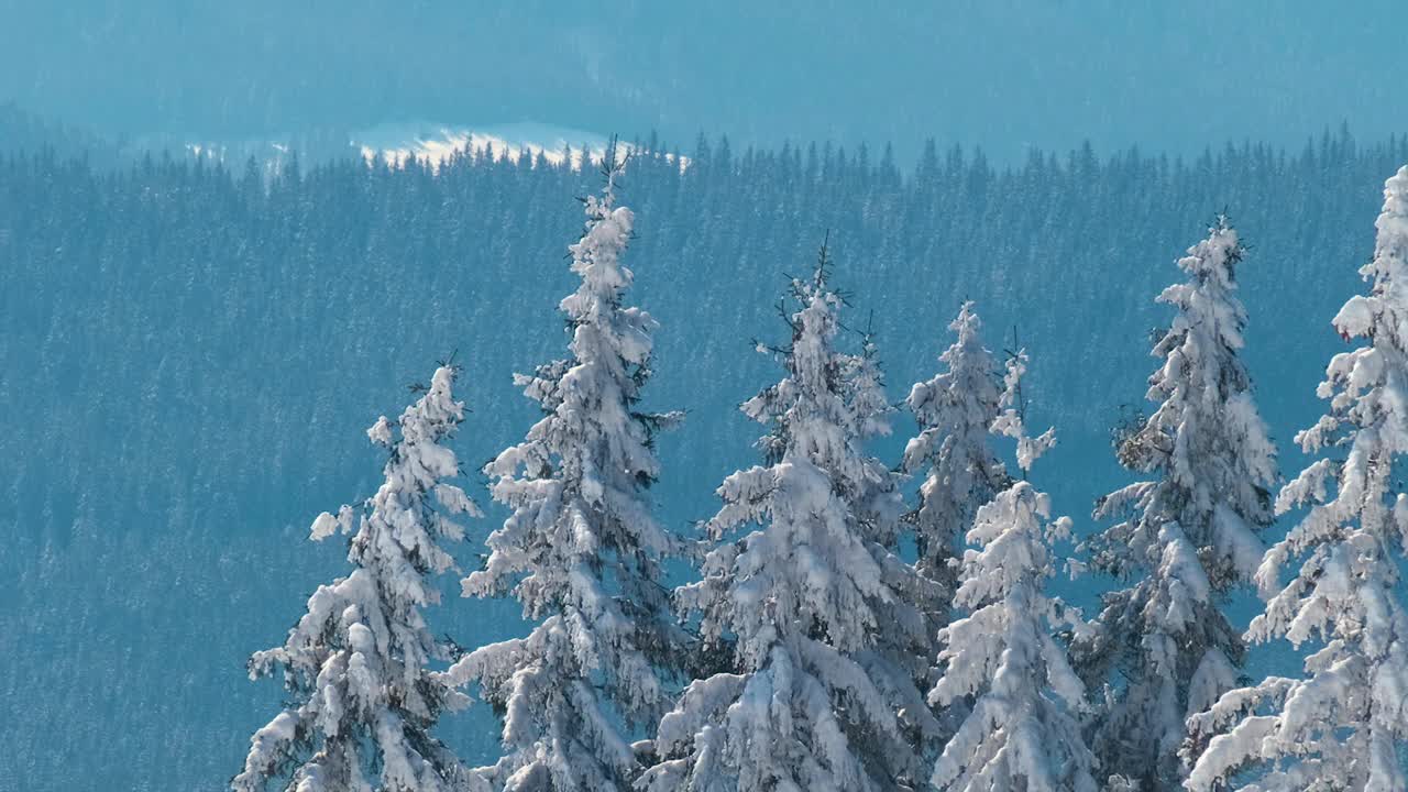 在寒冷明亮的冬日，高山森林里的大雪中，高大的常绿松树在狂风中摇摆。