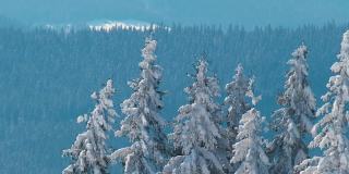在寒冷明亮的冬日，高山森林里的大雪中，高大的常绿松树在狂风中摇摆。