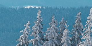 在寒冷明亮的冬日，高山森林里的大雪中，高大的常绿松树在狂风中摇摆。