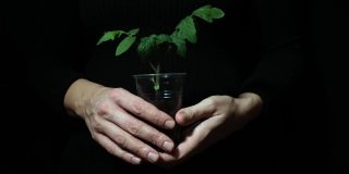 人的双手捧着一株绿色的番茄幼苗，在黑色的背景下种植，环保生态生活，有机食品的种植理念
