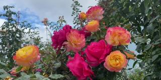 夏季花园里长满了玫瑰花。美丽的橙粉色玫瑰。郁郁葱葱的佛罗里达玫瑰在公园里盛开。天堂的玫瑰花园。