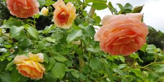 4k视频，风摇着一朵美丽的粉红色玫瑰，玫瑰生长在花园棚架上的攀缘灌木上——美丽的户外自然之旅