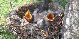 五只饥饿的幼鸟在鸟巢里
