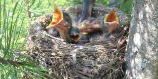 五只饥饿的幼鸟在鸟巢里