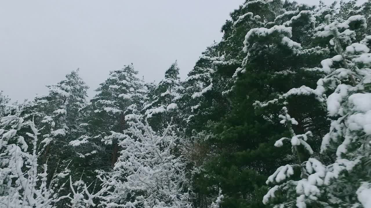 冬季森林。雪里的树。白雪皑皑的松树树枝上。开车穿过冬天的森林。森林的背景。大自然。