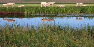 绵羊在荷兰宁静的风景中吃草。