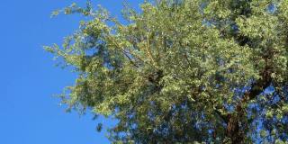 在阳光明媚的日子里，印度村庄的绿色Khejari树或prosopis cineraria。股票视频