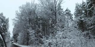 冬季森林。雪里的树。汽车在柏油路上行驶。大自然。