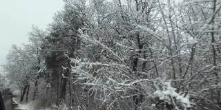 冬季森林。雪里的树。汽车在柏油路上行驶。
